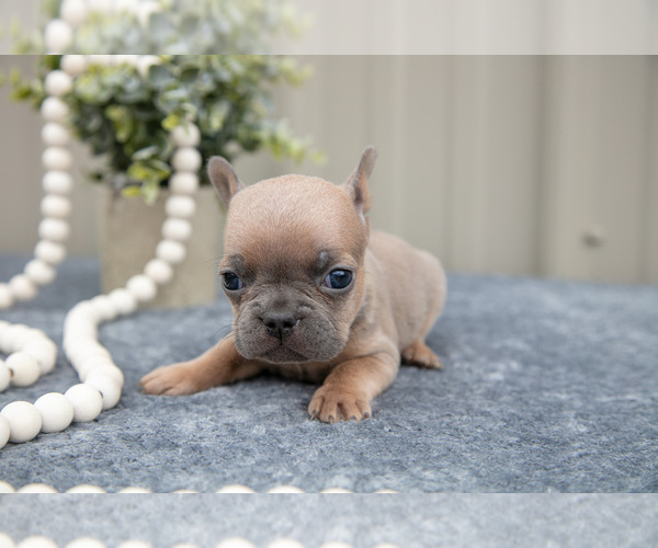 Medium Photo #4 Faux Frenchbo Bulldog Puppy For Sale in NEW CONCORD, OH, USA
