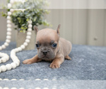 Small Photo #4 Faux Frenchbo Bulldog Puppy For Sale in NEW CONCORD, OH, USA