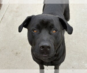 Mastiff-Unknown Mix Dogs for adoption in Tulsa, OK, USA