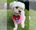 Small #5 ShihPoo