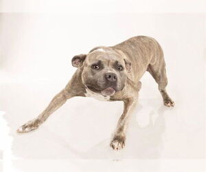 American Pit Bull Terrier Dogs for adoption in Ogden, UT, USA