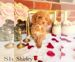 Small #6 Poodle (Toy)