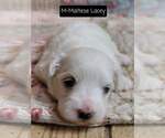 Small Photo #10 Maltese Puppy For Sale in MOUNTAIN GROVE, MO, USA