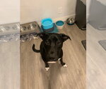 Small #10 German Shepherd Dog Mix