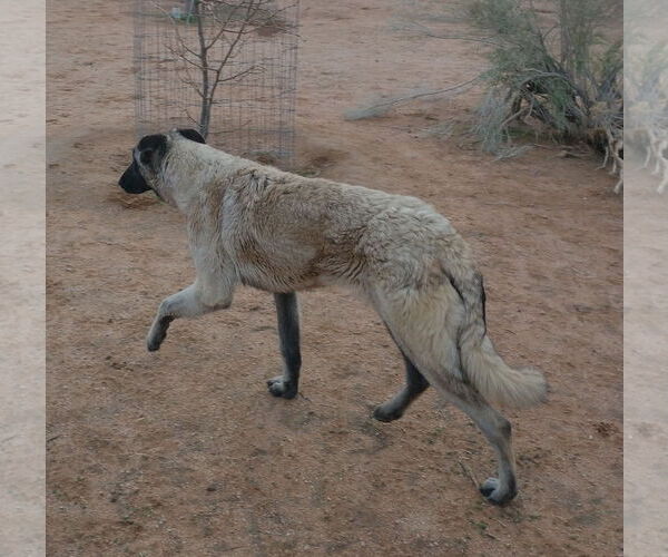 Medium Photo #3 German Shepherd Dog-Unknown Mix Puppy For Sale in Apple Valley, CA, USA
