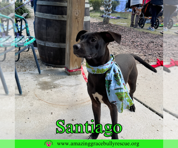 Medium Photo #3 Labrador Retriever-Unknown Mix Puppy For Sale in Pensacola, FL, USA