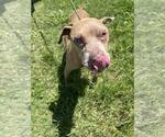 Small #2 Mutt