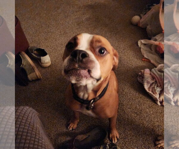 Medium Photo #10 Boxer-Unknown Mix Puppy For Sale in Burnsville, MN, USA
