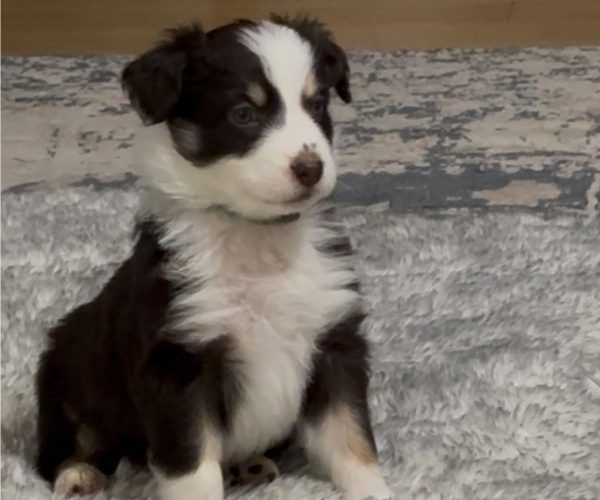 Medium Photo #1 Australian Shepherd Puppy For Sale in OLD LYME, CT, USA