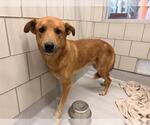 SIMBA - Male Shepradors Dog for Adoption - Small photo
