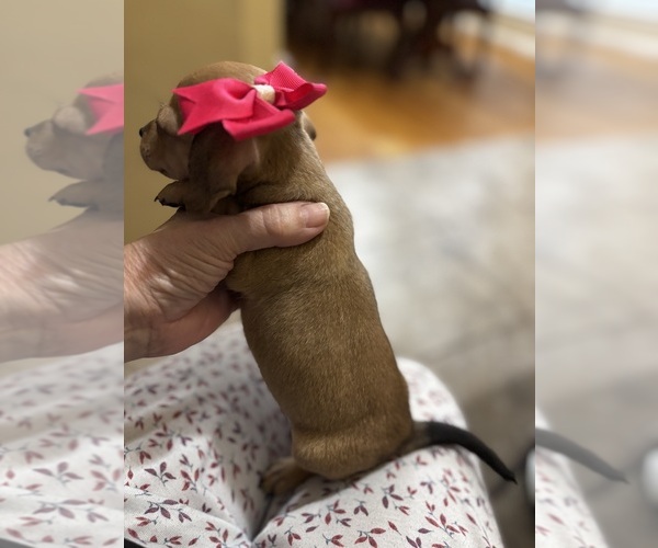 Medium Photo #4 Chiweenie Puppy For Sale in HOUSTON, TX, USA