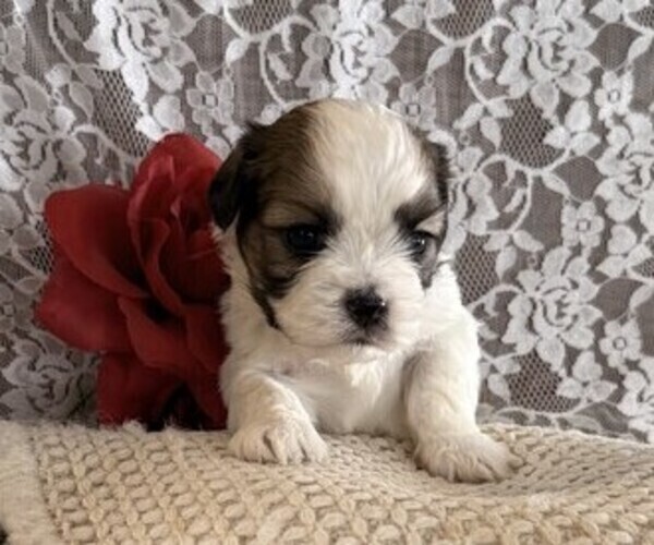 Medium Photo #4 Cavachon-Shih Tzu Mix Puppy For Sale in THORP, WI, USA