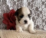 Small #3 Cavachon-Shih Tzu Mix