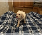 Small Photo #10 Labrador Retriever Puppy For Sale in OCALA, FL, USA