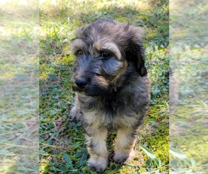 Aussiedoodle Puppy for sale in ARCHDALE, NC, USA