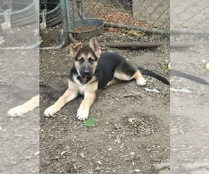 German Shepherd Dog Puppy for sale in GRANT TOWNSHIP, MN, USA