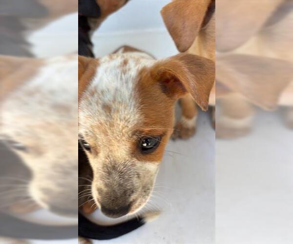 Medium Photo #1 Catahoula Leopard Dog Puppy For Sale in Houston, TX, USA