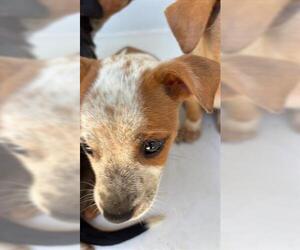 Catahoula Leopard Dog Dogs for adoption in Houston, TX, USA