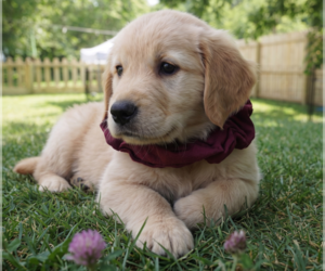 Golden Retriever Dogs for adoption in Grovertown, IN, USA
