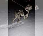 Small Photo #1 Olde Bulldog Puppy For Sale in CHICAGO HEIGHTS, IL, USA