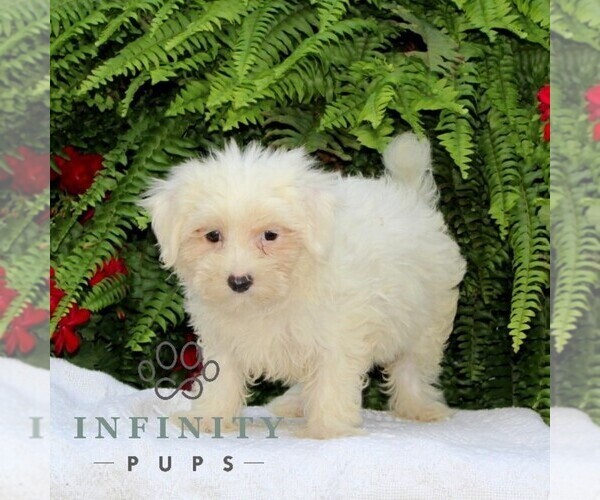 Medium Photo #2 Maltese Puppy For Sale in RISING SUN, MD, USA