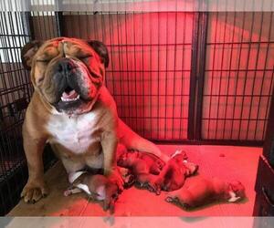 Mother of the Bulldog puppies born on 07/20/2022