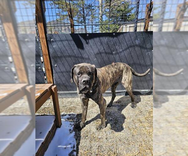 Medium Photo #1 Mastiff Puppy For Sale in Frisco, CO, USA