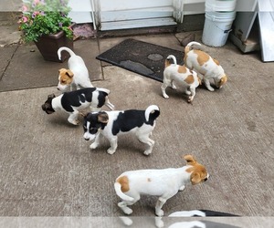 Jack-Rat Terrier Puppy for sale in OWEN, WI, USA