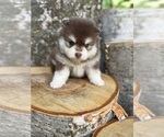 Small #7 Pomsky