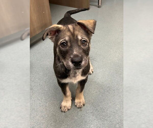 Medium Photo #1 German Shepherd Dog-Unknown Mix Puppy For Sale in Baytown, TX, USA