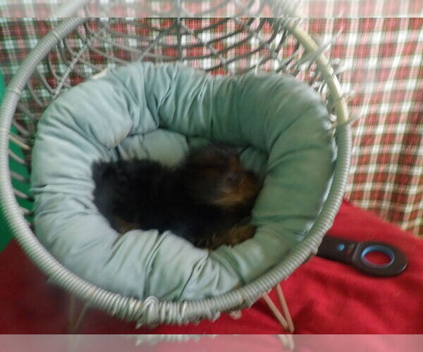 Medium Photo #6 Yorkshire Terrier Puppy For Sale in PATERSON, NJ, USA
