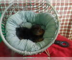 Small #5 Yorkshire Terrier