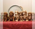 Small Photo #2 Goldendoodle (Miniature) Puppy For Sale in EPHRATA, PA, USA