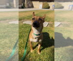 Small Chihuahua Mix