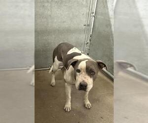 Mutt Dogs for adoption in HESPERIA, CA, USA