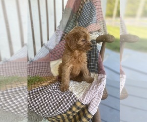 Cavapoo Puppy for sale in ALLEGHENYVILLE, PA, USA