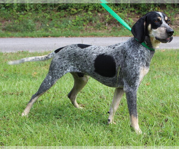 Medium Photo #2 Bluetick Coonhound-Unknown Mix Puppy For Sale in Prattville, AL, USA