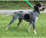 Small #1 Bluetick Coonhound Mix