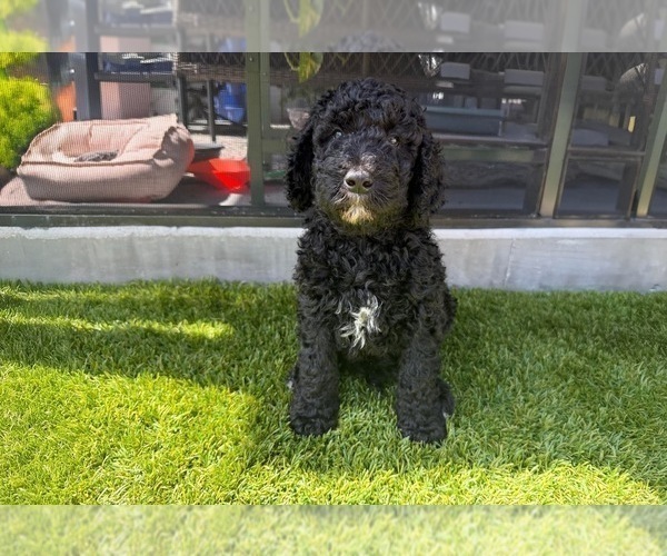 Medium Photo #15 Goldendoodle Puppy For Sale in GIBSONTON, FL, USA