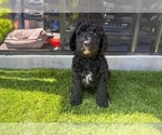Small #13 Goldendoodle