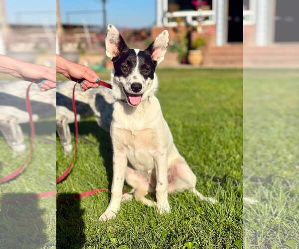 Medium Photo #1 Mutt Puppy For Sale in Paso Robles, CA, USA