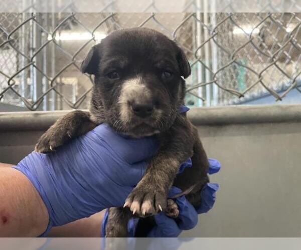 Medium Photo #1 Mutt Puppy For Sale in HESPERIA, CA, USA
