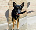 Small #3 German Shepherd Dog
