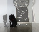 Puppy Moana Pomeranian