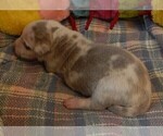 Small #13 Great Dane