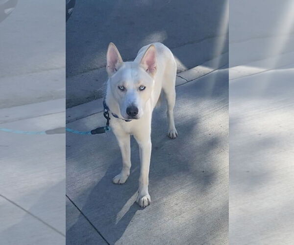 Medium Photo #3 Siberian Husky-Unknown Mix Puppy For Sale in Newport Beach, CA, USA