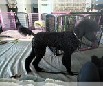 Small Photo #48 Poodle (Standard) Puppy For Sale in SAND SPRINGS, OK, USA