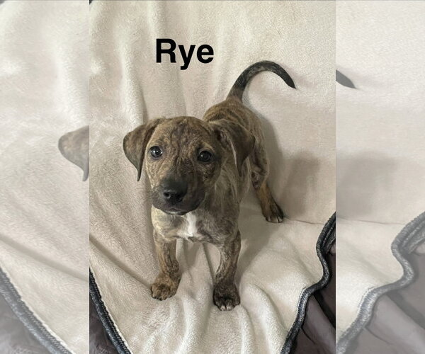 Medium Photo #1 Mutt Puppy For Sale in Topeka, KS, USA