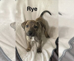 Mutt Dogs for adoption in Topeka, KS, USA