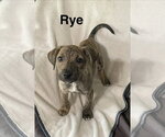 Rye - Male Mutt Dog for Adoption - Small photo